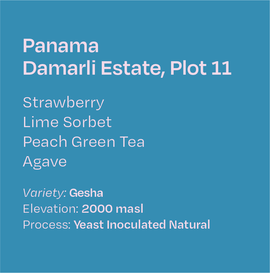Panama Damarli Estate Noble Gesha, Plot 11, Lot #2