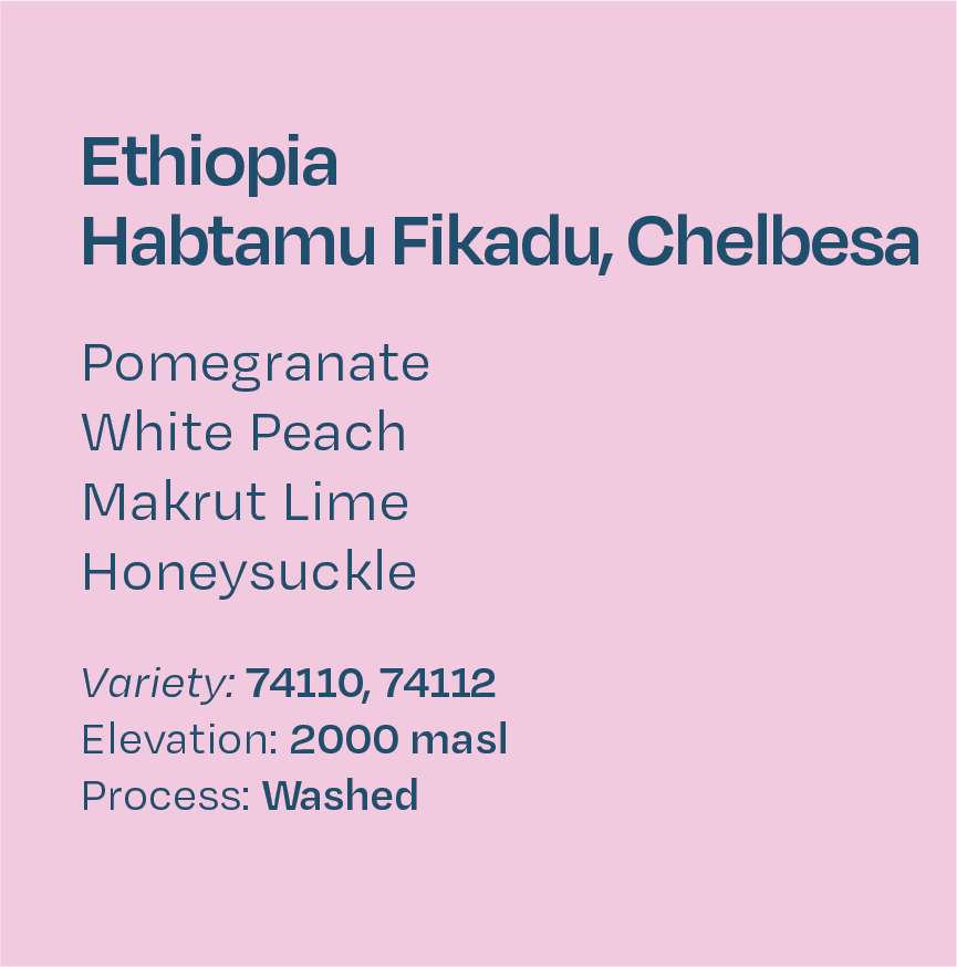 Ethiopia Habtamu Fikadu Washed 74110, 74112