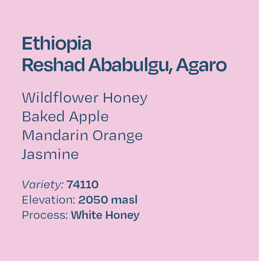 Ethiopia Reshad Ababulgu, White Honey 74110