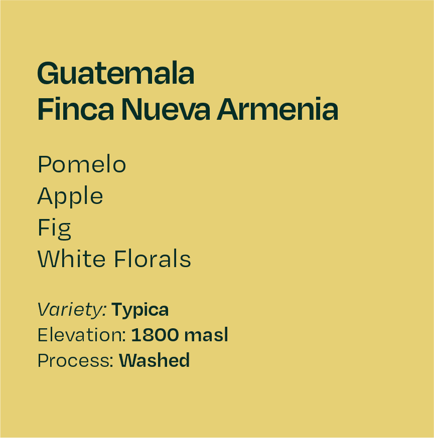 Guatemala Finca Nueva Armenia Washed Typica