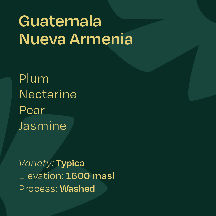 Guatemala Finca Nueva Armenia COE Typica
