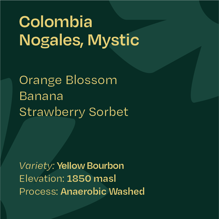 Colombia Nogales Yellow Bourbon