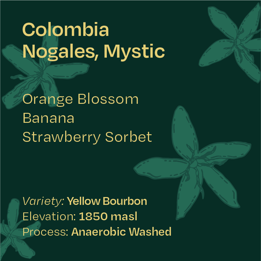 Colombia Nogales, Mystic, Yellow Bourbon