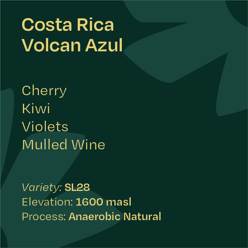 Costa Rica Volcan Azul Anaerobic Natural SL28