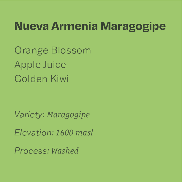 Guatemala Finca Nueva Armenia Maragogipe