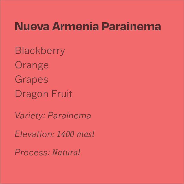 Guatemala Finca Nueva Armenia Parainema